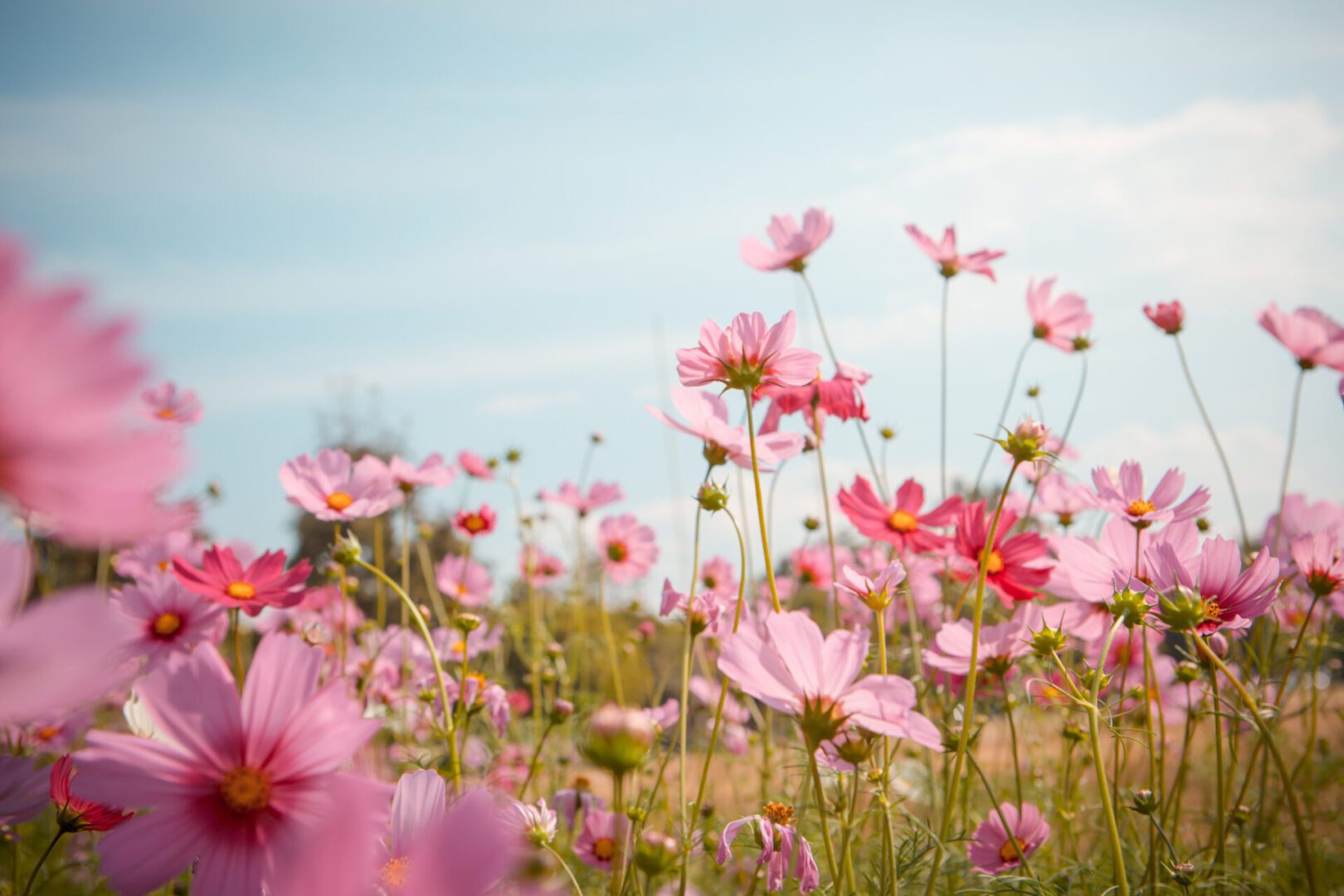 Cosmos flower blossom in garden