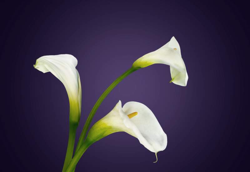 White lillies