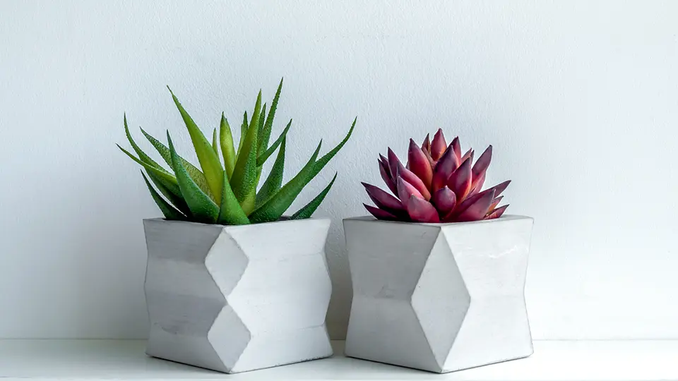 Two succulent planters