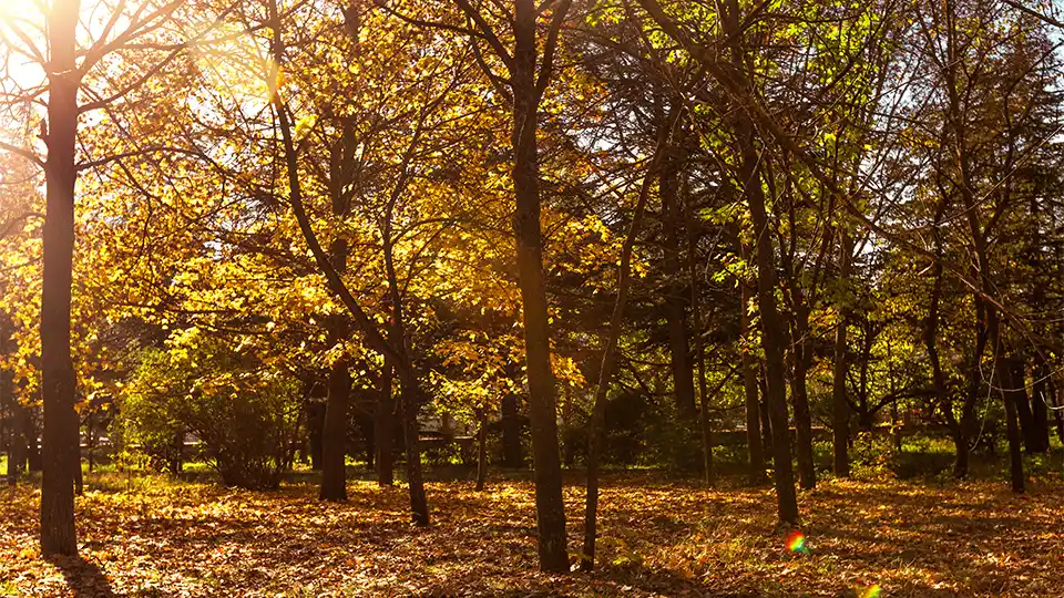 Autumn woodland