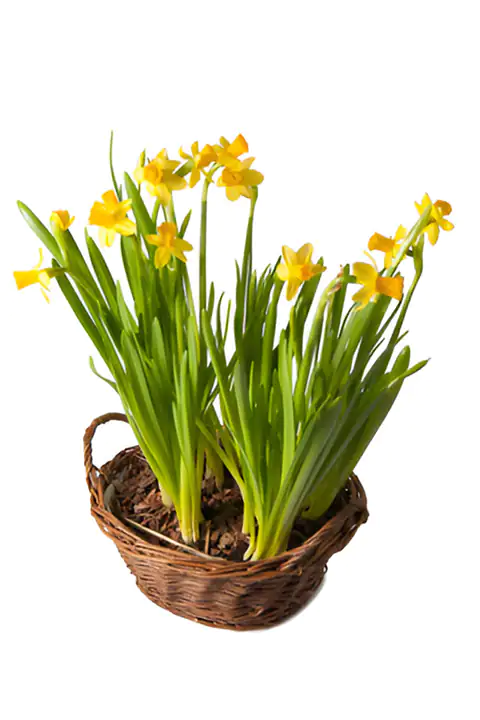 Basket of daffodils