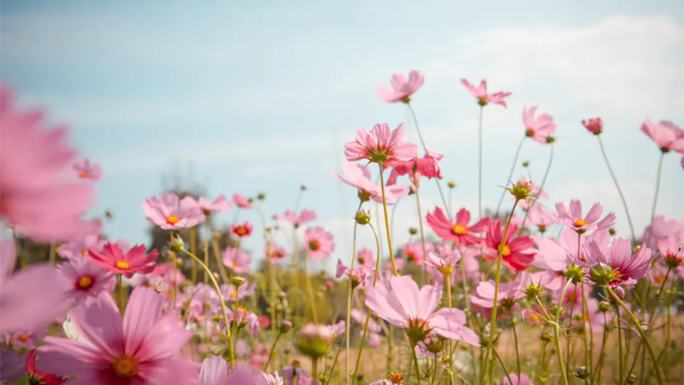 Cosmos flower blossom in garden