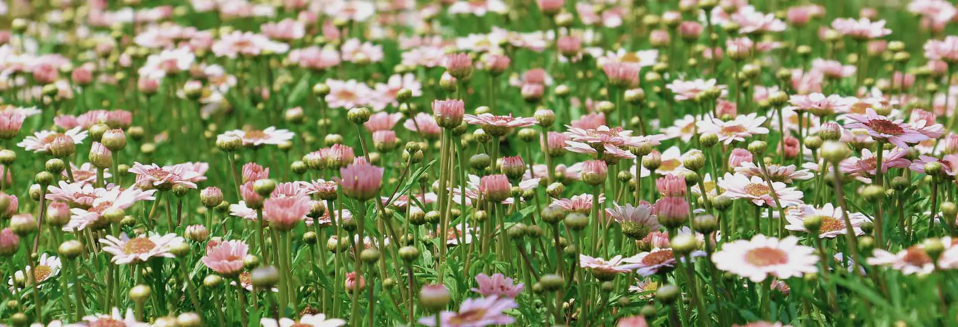 Daises growing in a field