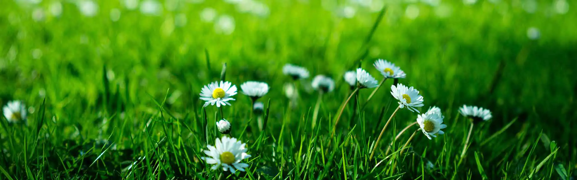 Daises in grass