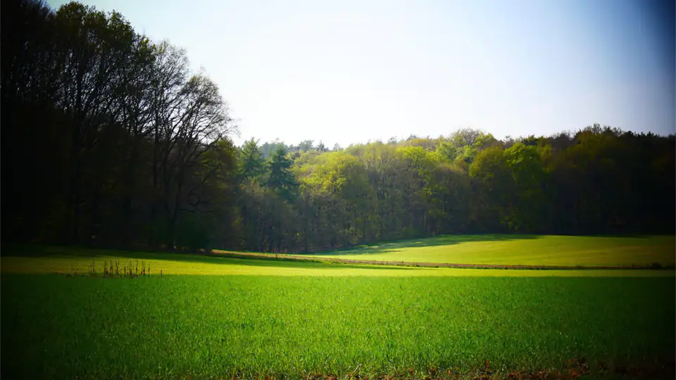 Grass fields