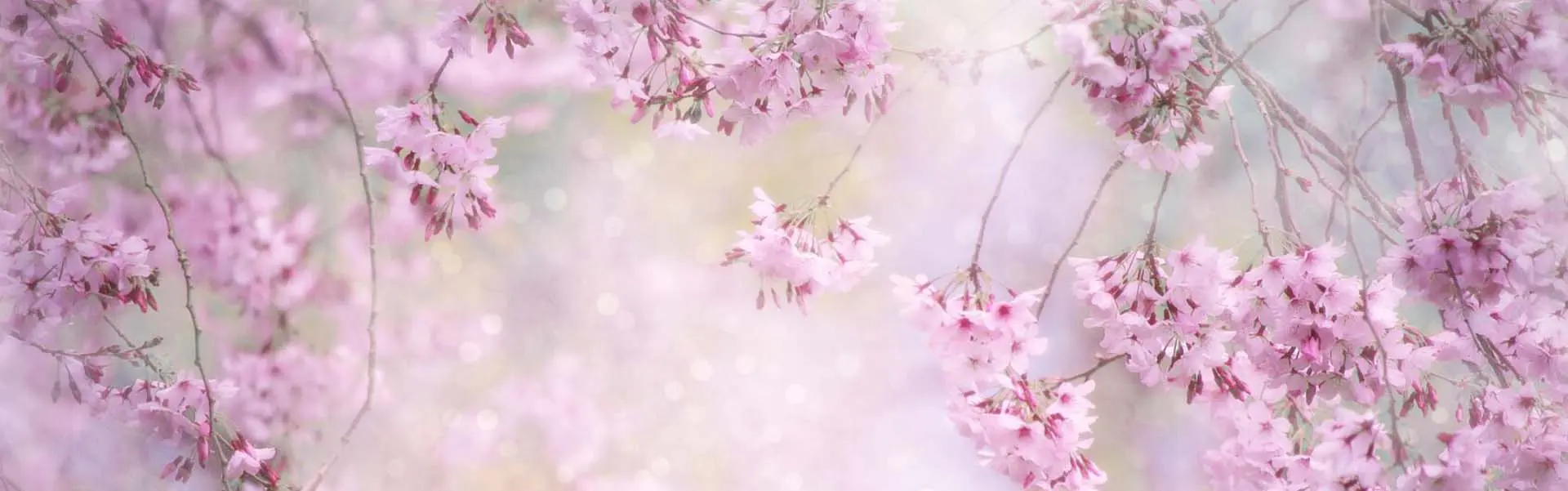 Pink blossom on tree