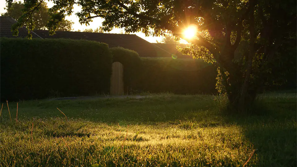 Sunset through trees onto grass