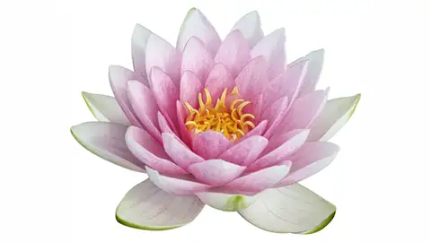 White & pink lotus flower